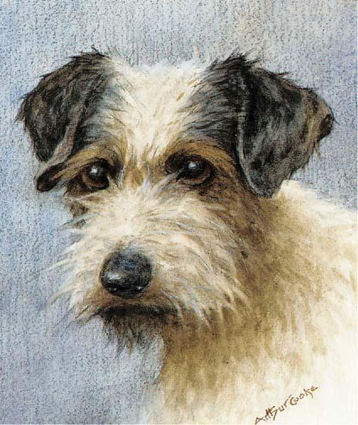Arthur Claude Cooke - A wire haired terrier
