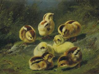 Arthur Fitzwilliam Tait - Chicks