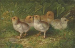 Arthur Fitzwilliam Tait - Expecting Chicks