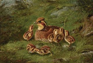 Arthur Fitzwilliam Tait - Hen Quail And Chickens