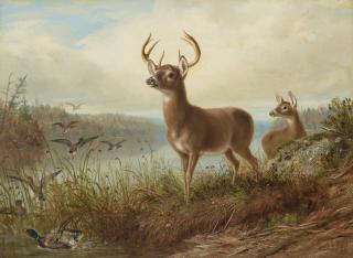 Arthur Fitzwilliam Tait - The Surprise