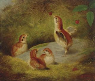 Arthur Fitzwilliam Tait - Young Ruffed Grouse