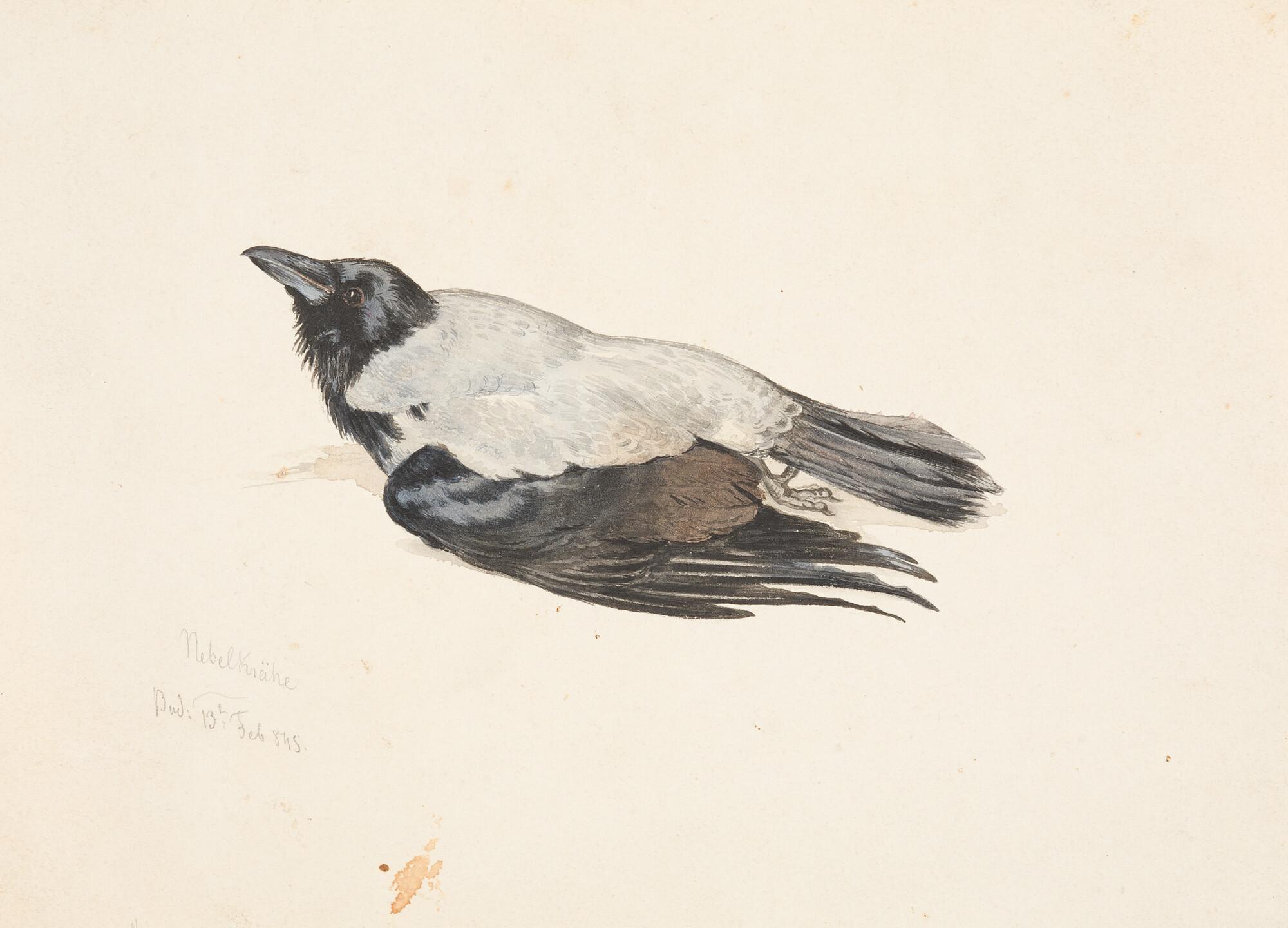 Arthur Georg von Ramberg - „Nebelkrähe“.