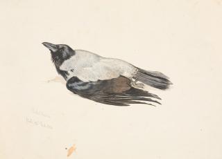 Arthur Georg von Ramberg - „Nebelkrähe“.