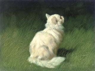 Arthur Heyer - A Persian cat in a garden