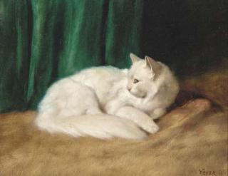 Arthur Heyer - A white cat
