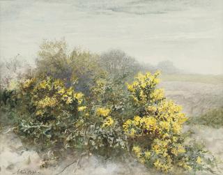 Arthur Hopkins - Gorse in flower on the Isle of Wight