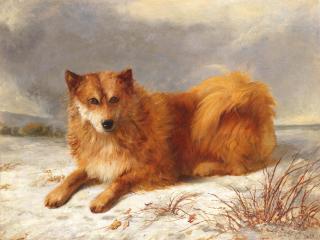 Arthur James Stark - Husky in a snowy landscape