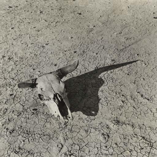 Arthur Rothstein - Steer Skull in Badlands of South Dakota, 1932
