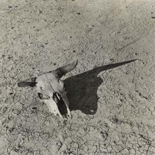 Arthur Rothstein - Steer Skull in Badlands of South Dakota, 1932