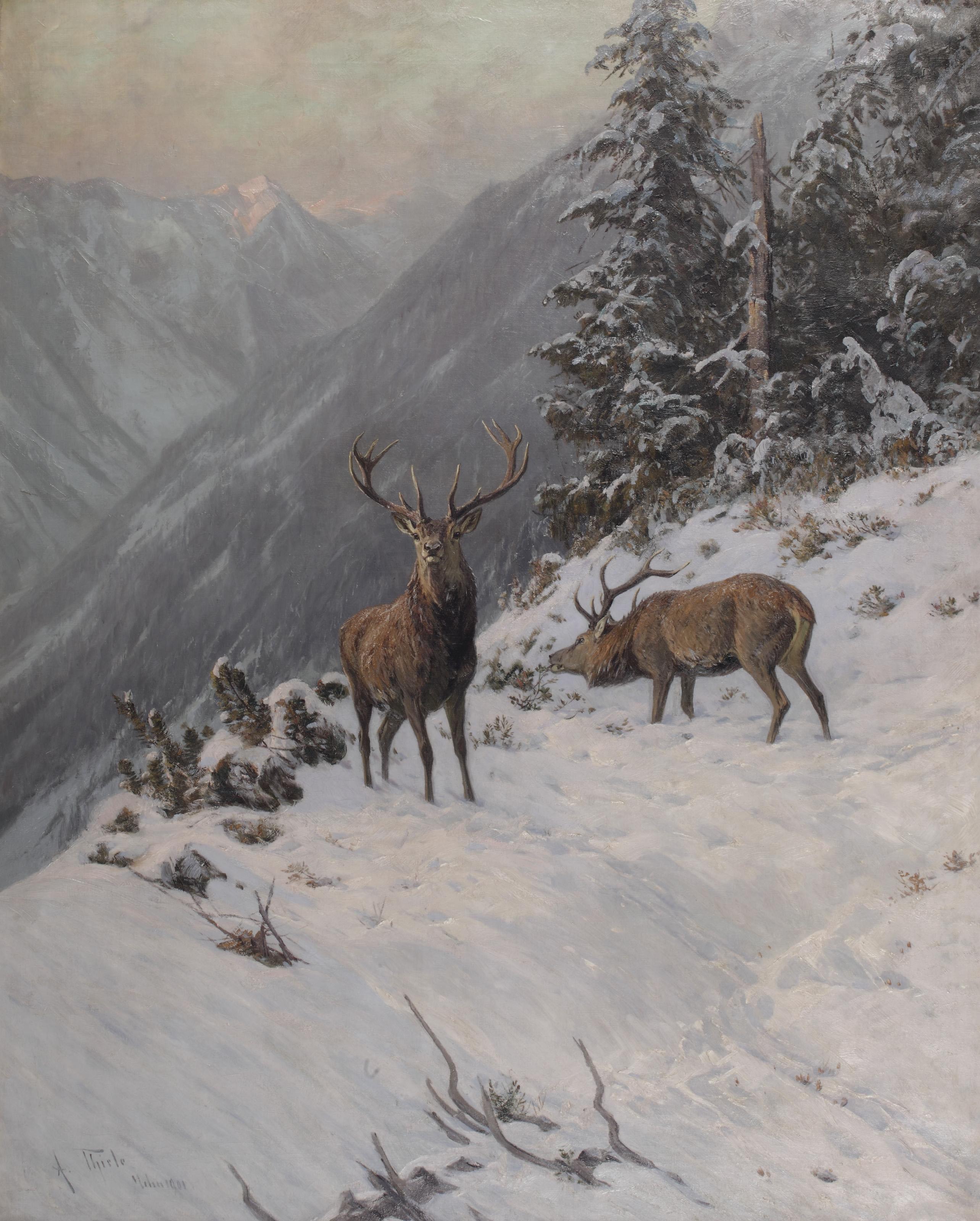 Arthur Thiele - Red deer grazing in a mountainous winter landscape