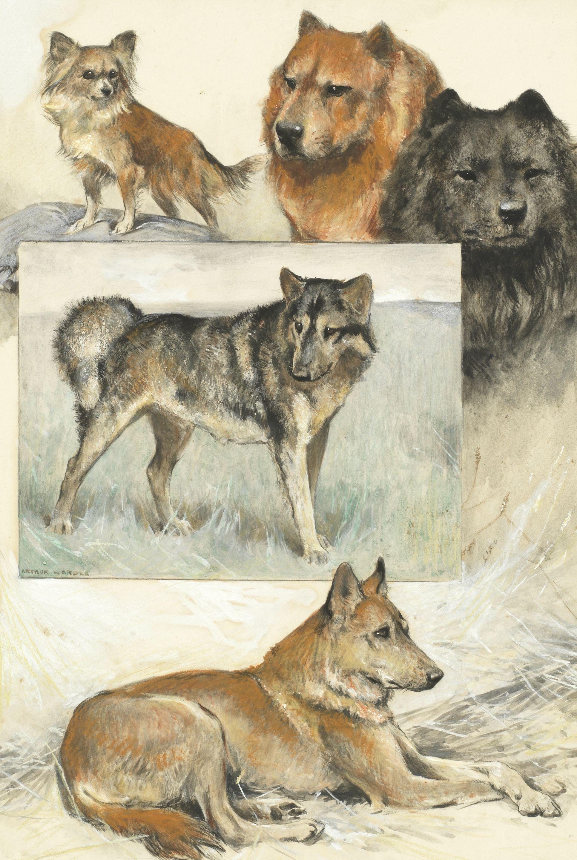 Arthur Wardle, RI - A Group Of Dog Studies Including;