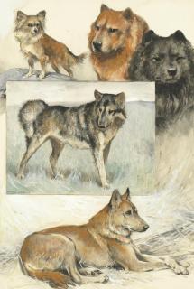 Arthur Wardle, RI - A Group Of Dog Studies Including;