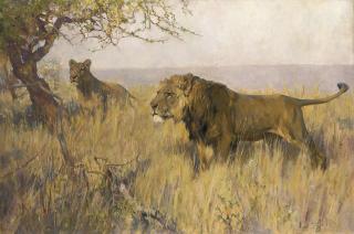 Arthur Wardle - A lion and a lioness surveying their territory