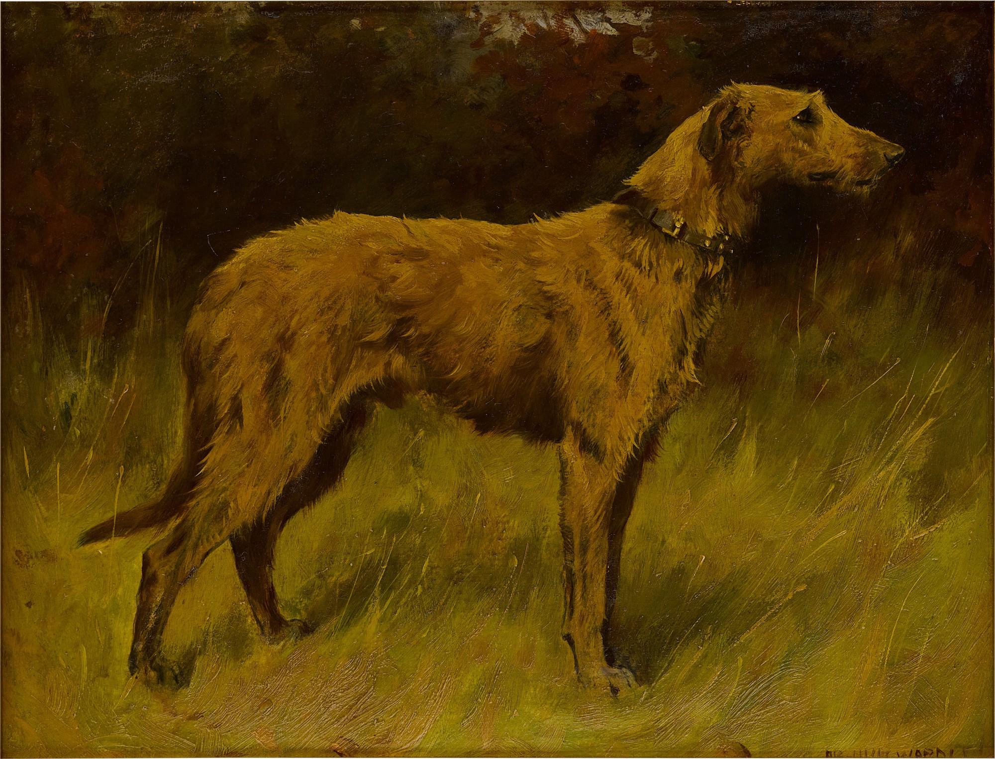 Arthur Wardle - An Irish Wolfhound