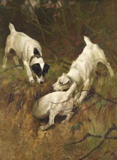 Arthur Wardle - Jack Russell Terriers At A Rabbit Hole
