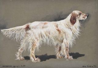 Arthur Wardle - Richmond, an English setter
