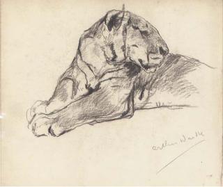 Arthur Wardle - Study of A Lioness