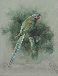 Arthur Wardle - Study of a parrot