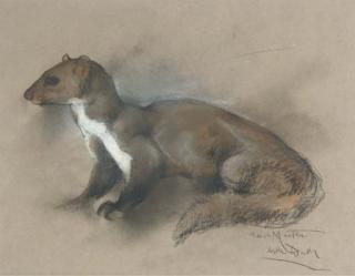 Arthur Wardle - Study of a Pine Martin