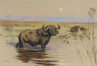Arthur Wardle - Water buffalo bathing at sunset