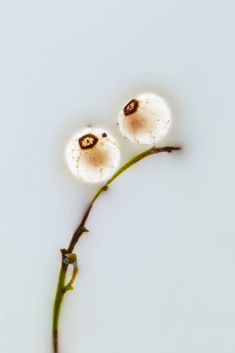 achim-weinberg_die-sanchez