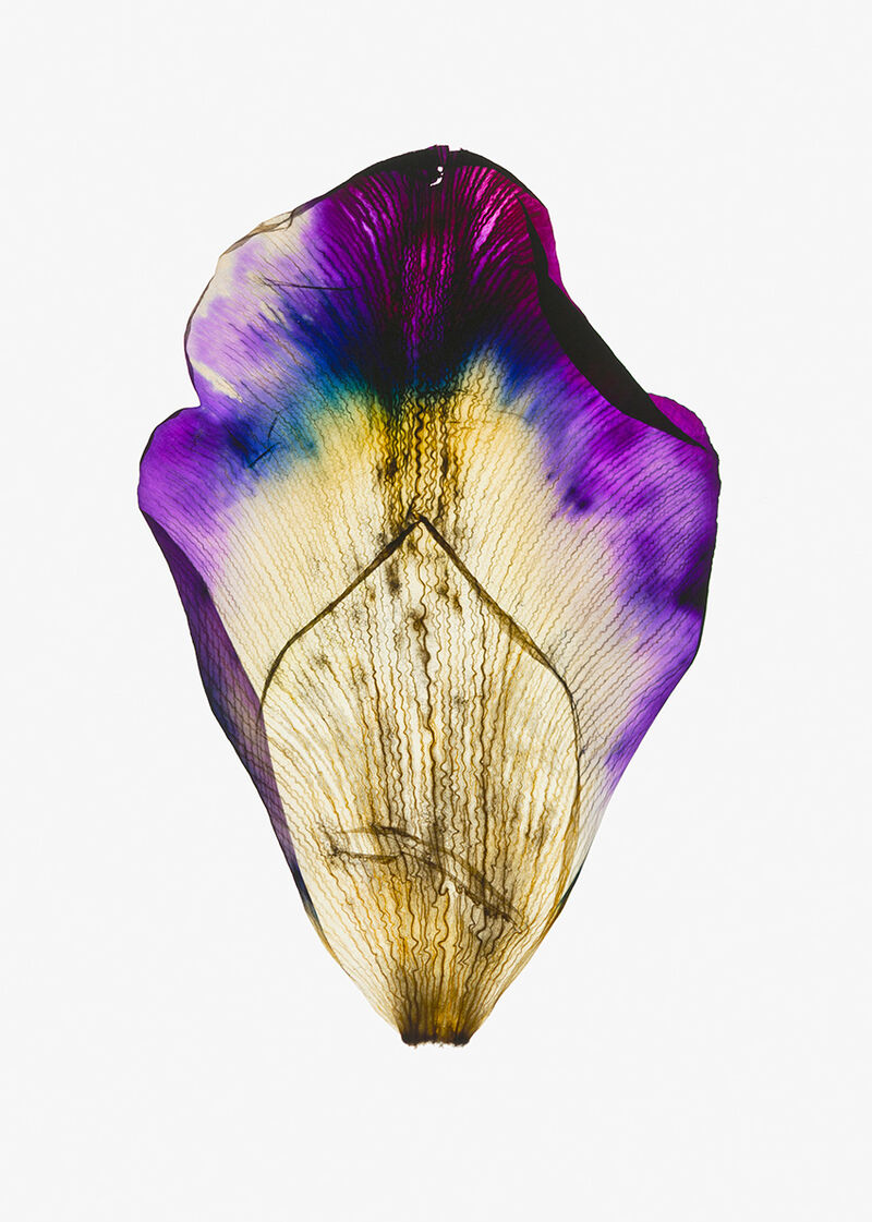 achim-weinberg_pfau-1