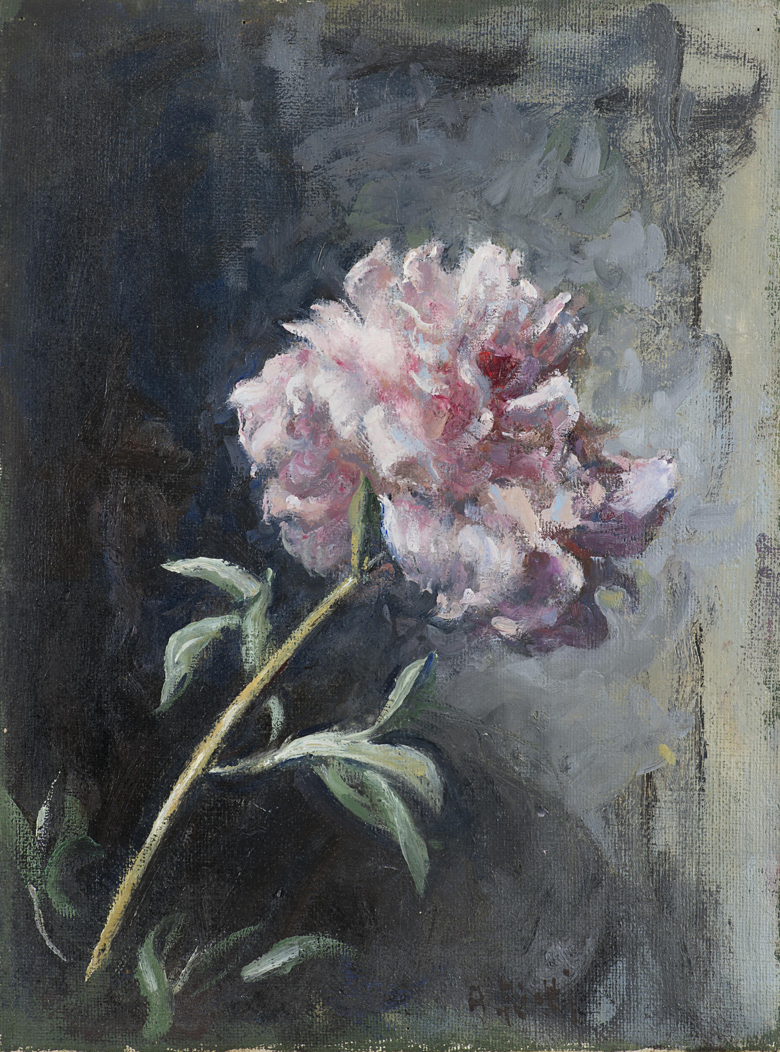 Arturo Rietti - Peonia rosa