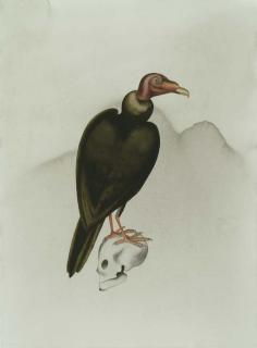 Atul Dodiya - In Jatayu\'s Forest - I