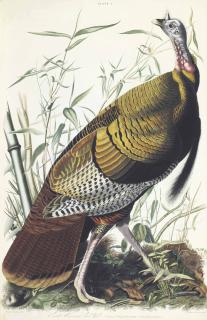 Audubon, John James