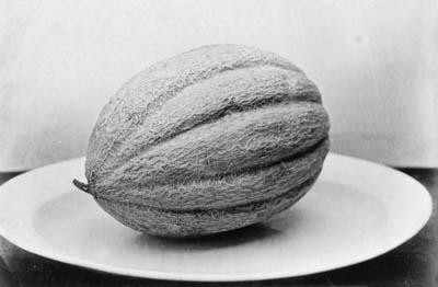 August Kotzsch - Melone; and Schafherde