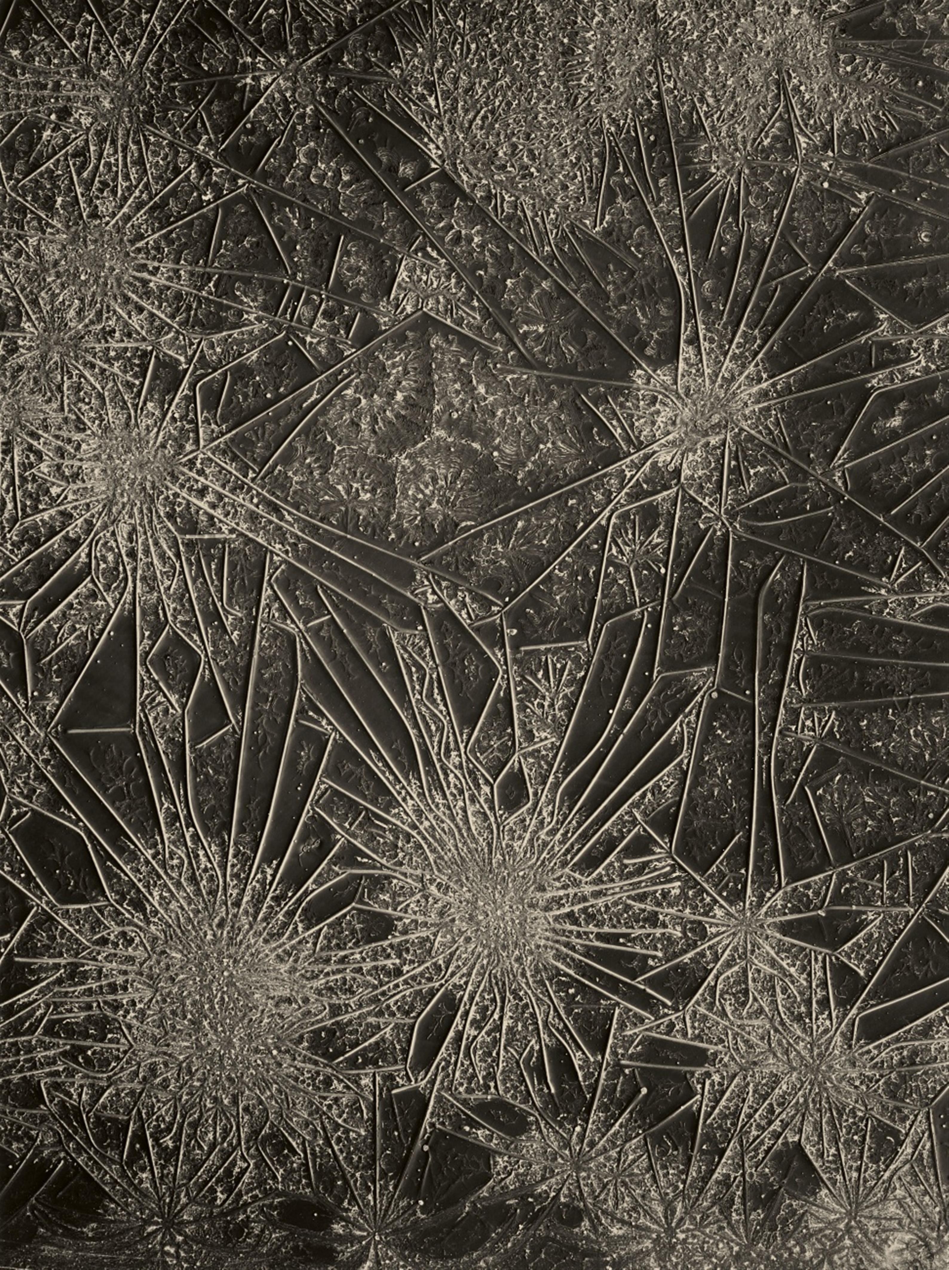 August Kreyenkamp - Ohne Titel (Mikrophotographie)