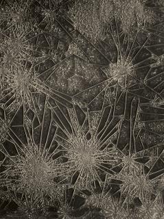 August Kreyenkamp - Ohne Titel (Mikrophotographie)