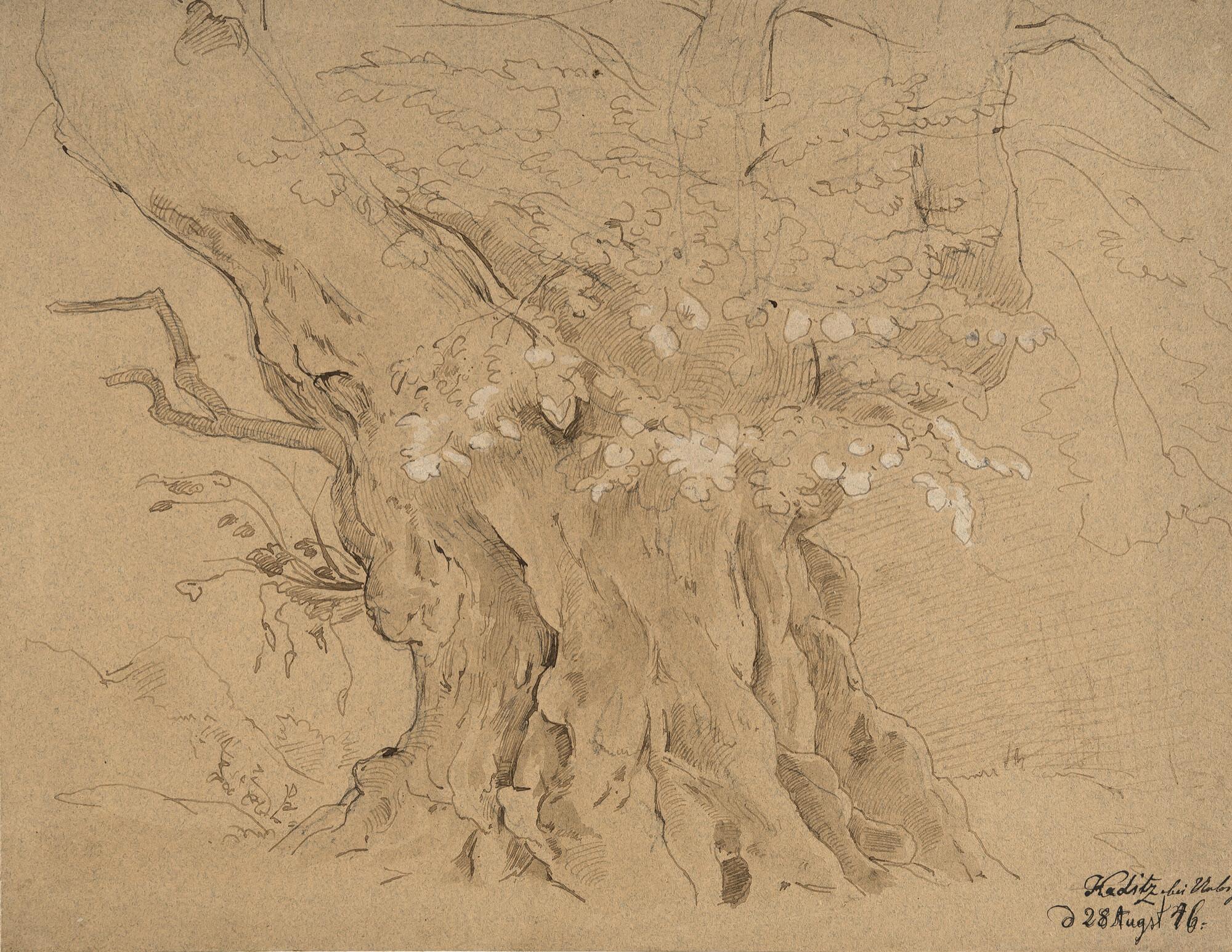 August Richter - Kaditzer Linde