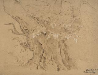 August Richter - Kaditzer Linde