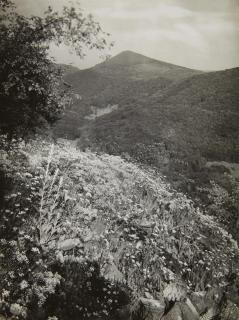 August Sander - Mauerpfeffer, Sede Acre
