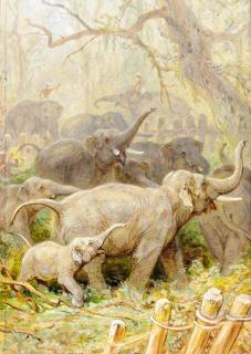 August Specht - A herd of elephants; and A tiger hunt on elephant back, Corral