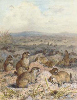 August Specht - Front cover design and illustrations for Nature\'s Pageant, The Story of the Seasons (one illustrated)