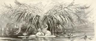 August von Kreling - Wassernymphen im Schilf.