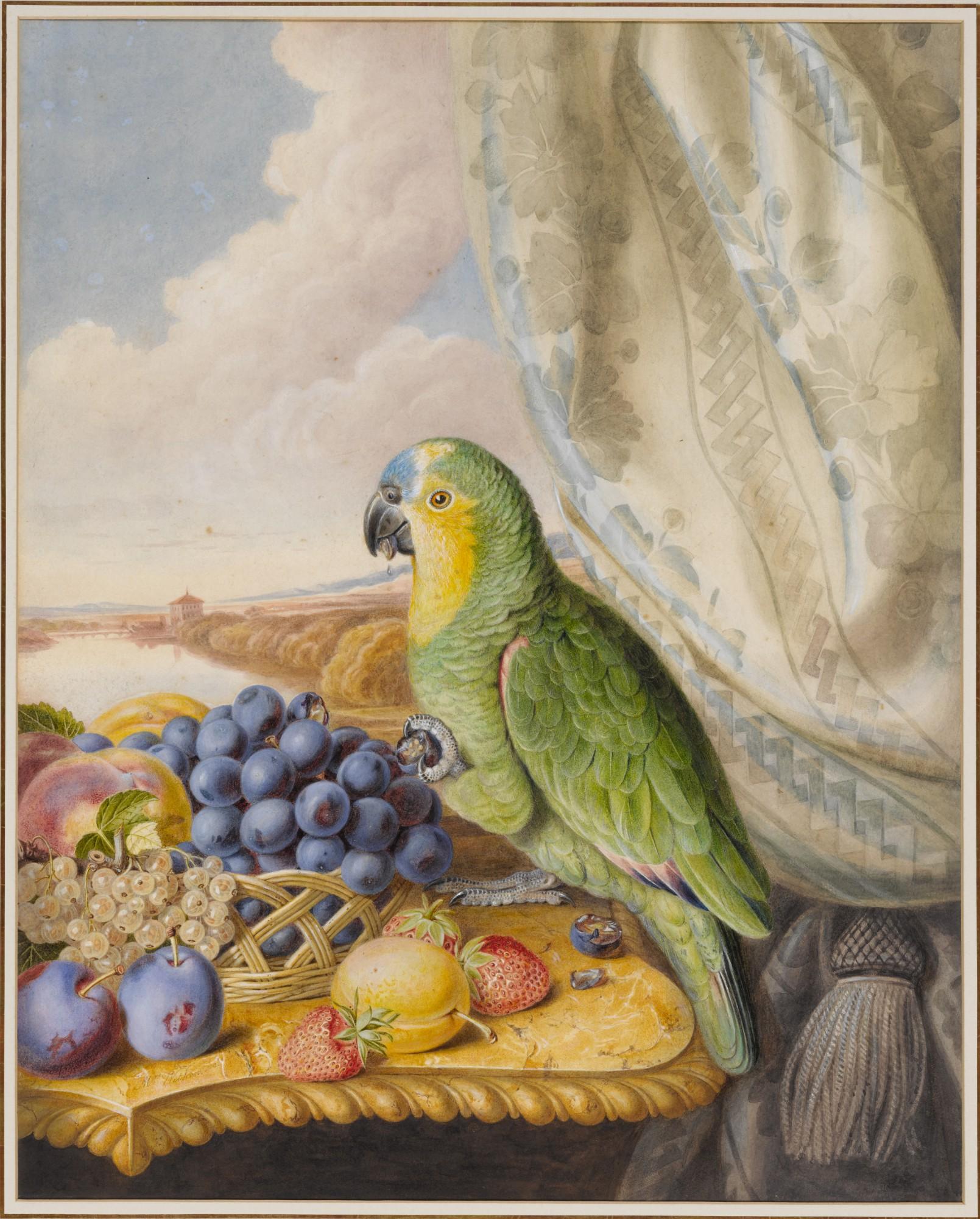 Augusta Innes Withers - A parrot eating from a bowl of grapes, plums, peaches and strawberries with a river landscape beyond