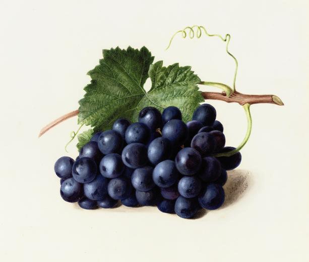 Augusta Innes Withers - Fruit of the vine (illustrated); and Gooseberries