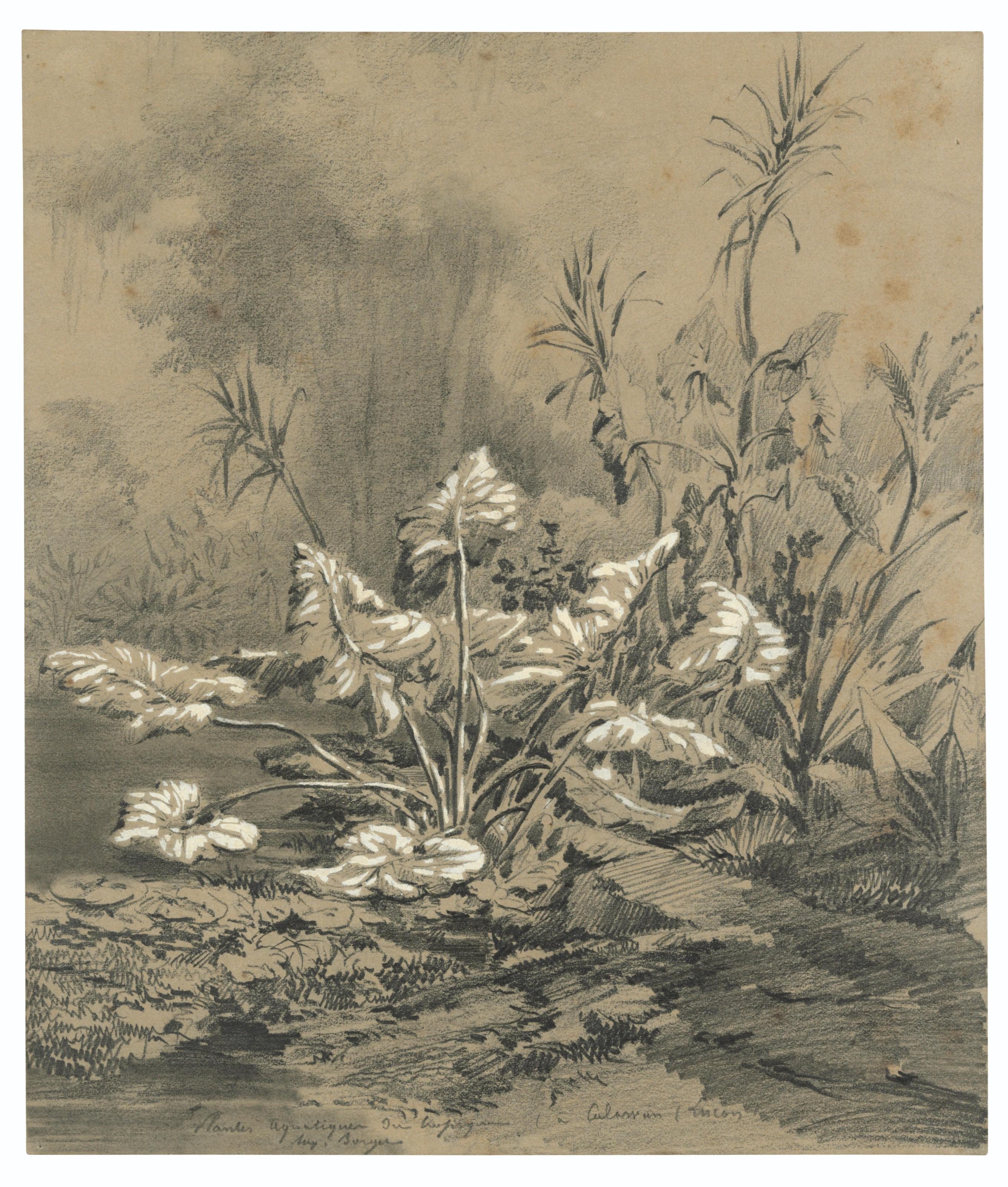 Auguste Borget - A Study Of Aquatic Plants, Luzon (Philippines), And Two Other Landscapes, Probably Views Taken In The Philippines