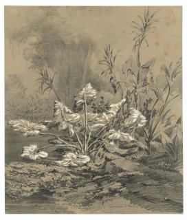 Auguste Borget - A Study Of Aquatic Plants, Luzon (Philippines), And Two Other Landscapes, Probably Views Taken In The Philippines