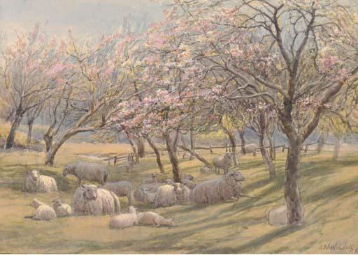 Augustus Walford Weedon - Sheep resting in the shade of an apple orchard