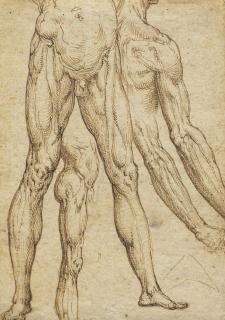 Aurelio Luini - Studies of legs, lower torsos, arms and a shoulder ( recto ); Faint study of a torso and legs ( verso )