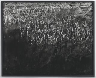 Awoiska Van Der Molen - #381-14, 2015