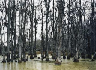 Axel Hütte - Audubon Swamp. South Carolina, Usa, 2005Chromogenic Print. On The Reverse, Signed, Titled, Dated And Numbered 2/4 In Black Felt Tip Pen. Framed.