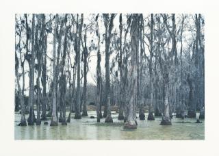 Axel Hütte - Audubon Swamp