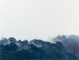 Axel Hütte - Bussaco, Portugal
