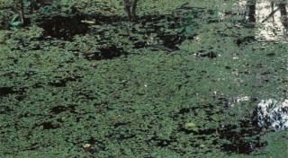 Axel Hütte - Untitled, 1998